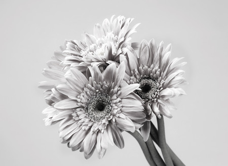 pink gerbera in black and whiteの写真素材