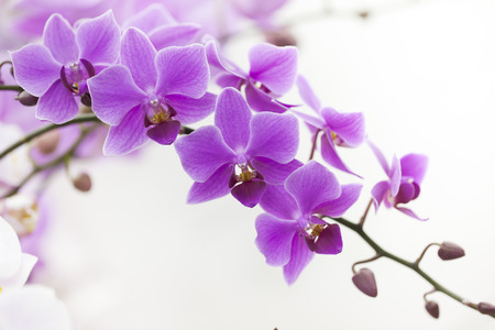 purple Dendrobium orchid with soft lightの写真素材