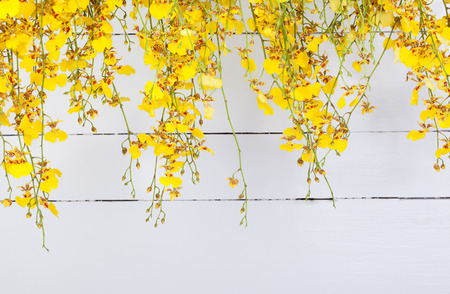 yellow Oncidium orchid on white woodの写真素材