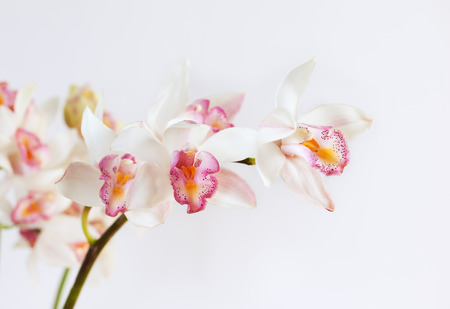 pink Cymbidium orchid branchの写真素材