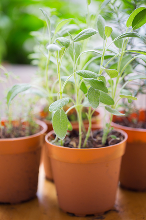 sage sprout in flowerpotの写真素材