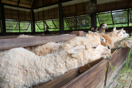 Feeding to Alpakaの写真素材