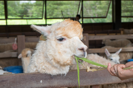 Feeding to Alpakaの写真素材