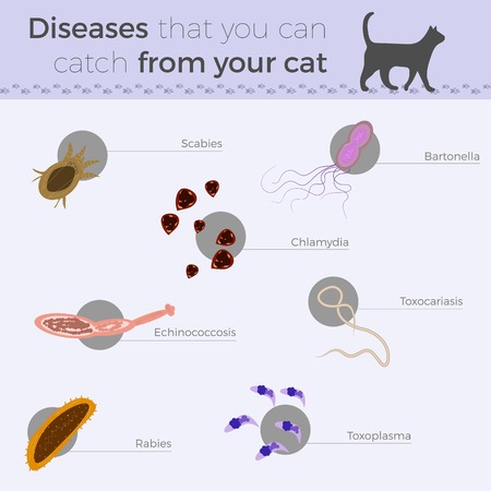 Short infographics that show diseases that can be cathched by human from cats. Cats really can be dangerous. All diseases icons are in flat design with hand-drawn elements. Healthcare poster or medicine banner design.のイラスト素材