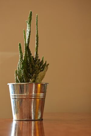 Small cactus in the pot in front of brown backgroundの写真素材