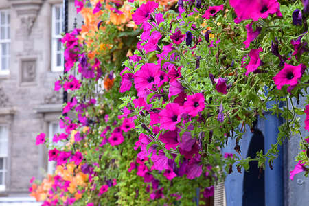Colorful flowers on the street in the old town, Edinburgh, Scotlandの写真素材