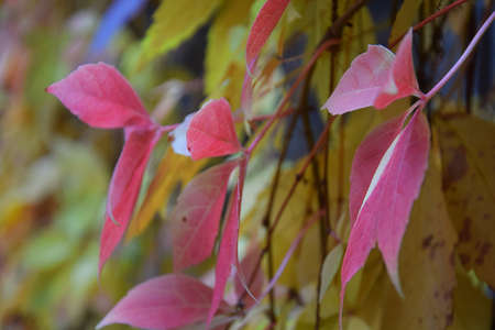 Colorful autumn leaves swaying in the windの写真素材