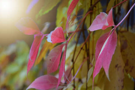 Colorful autumn leaves swaying in the wind, sun glareの写真素材
