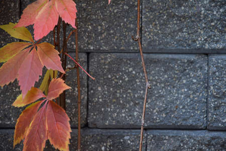 Colorful autumn leaves swaying in the wind on a stone wall backgroundの写真素材
