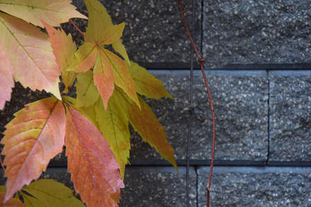 Colorful autumn leaves swaying in the wind on a stone wall backgroundの写真素材