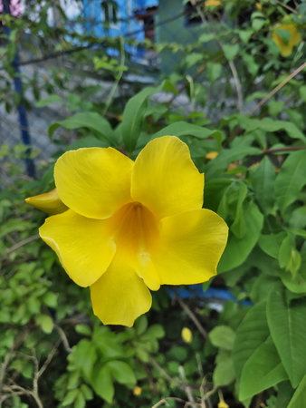 yellow flower plant