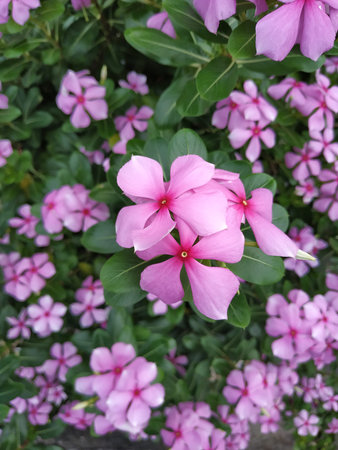 group of pink flowers plant