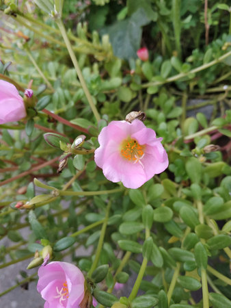 pink flowers on potの写真素材