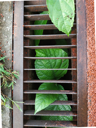 green plant in an iron cage on a floorの写真素材