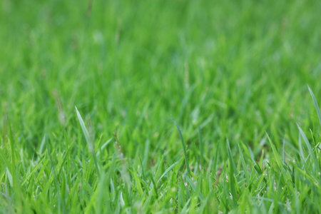 Selective focus of green grass in yard