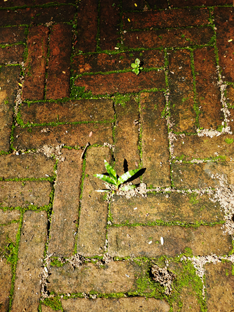plant on brick wallの写真素材