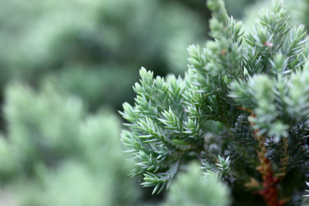 bonsai marco shot photoの写真素材