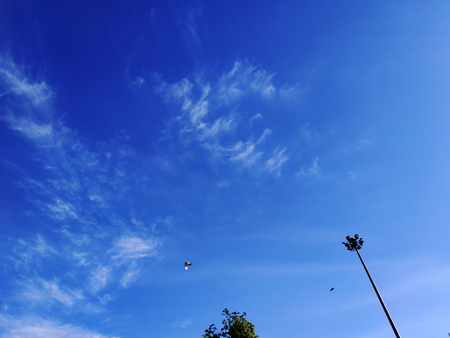 birds fly in blue sky.の写真素材