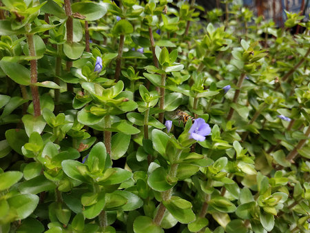 green leaf plant and flying bee
