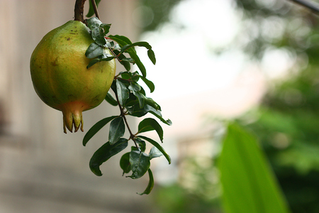 Raw pomegranate fruits in a tree (punica granatum)の写真素材