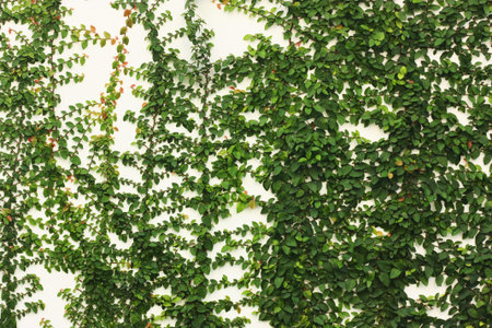 leaf patten on the white wall