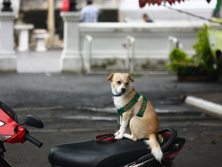 dog siting on motocycle looking for foodの写真素材