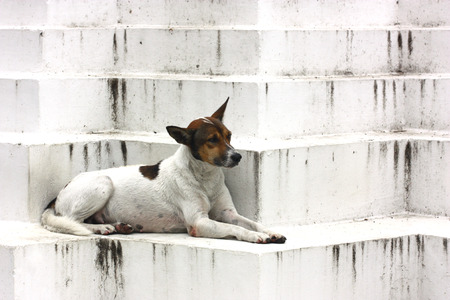 street dog slay on white templeの写真素材