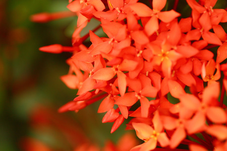 spike flower and blury backgroundの写真素材