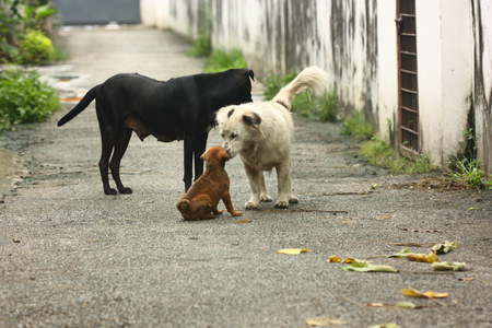 the white male dog and his sonの写真素材
