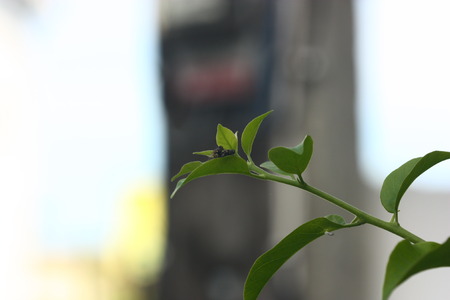 a fly on green leaf plantの写真素材