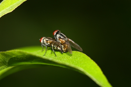 side view of fly mating blur background in morningの写真素材
