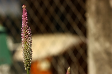 a flower and blur backgroundの写真素材