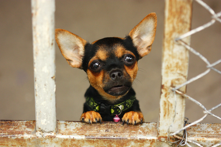 black puppy dog looking for foodの写真素材