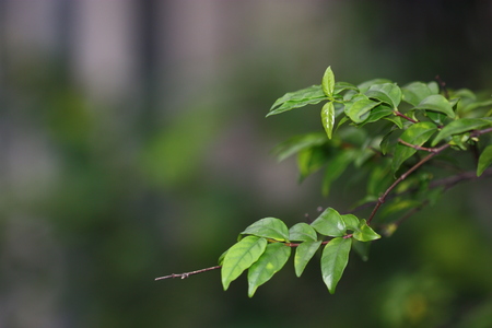 tiny green leaf plantの写真素材
