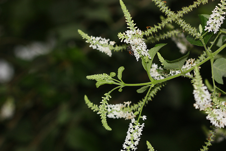 white tiny flower of plant hard lightの写真素材