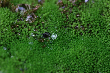 moss on the wallの写真素材