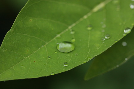 rain drop on plant macro light green zoomの写真素材