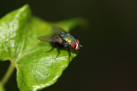 insect on the plant macro view and shot