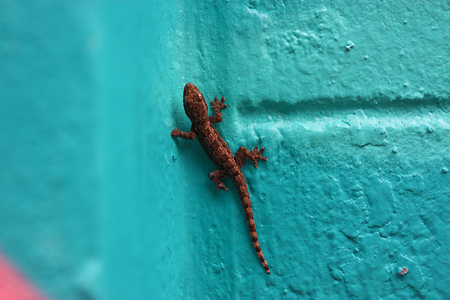 lizard hang on the blue wallの写真素材