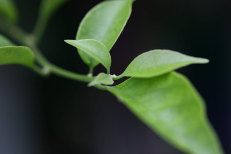 green plant macro shot