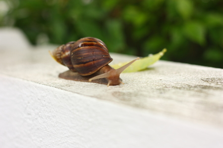 big snail on the white wall and blur backgroundの写真素材