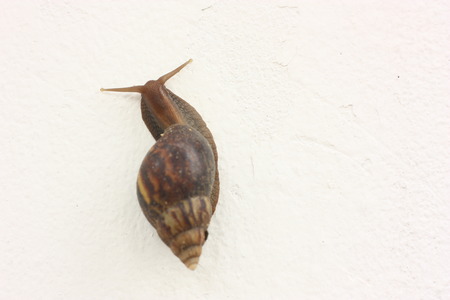 snail on the white wallの写真素材