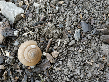 snail shell on the floor