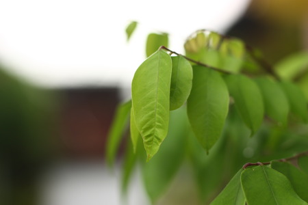 green plant background in the morningの写真素材