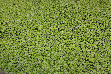 green plant feel fresh in morning