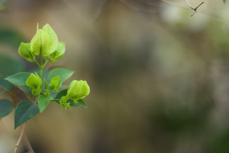 green plant feel fresh in morningの写真素材