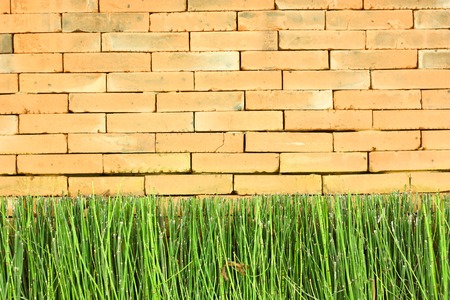 green plant feel fresh in brick wallの写真素材
