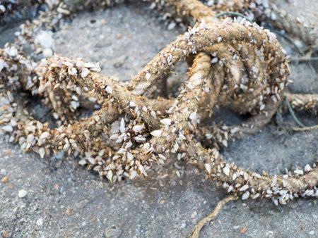 Clam on rope