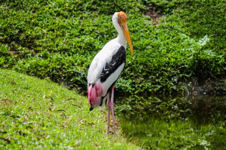 Bird in Chonburi,Thailnadの写真素材