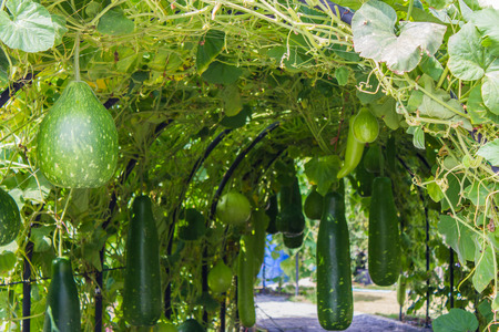 vault cucumberの写真素材